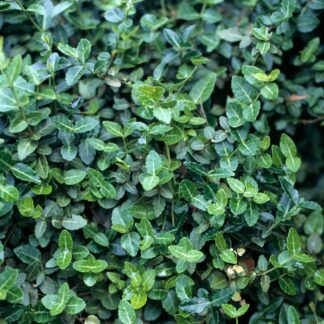 Immergrüner Spindelstrauch 'Radicans', weiß*