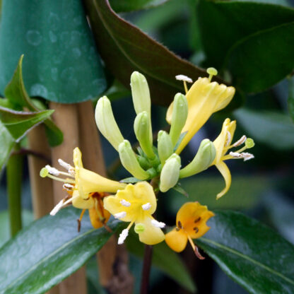 Immergrünes Geißblatt 'Copper Beauty'*