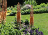 Isabellen-Steppenkerze 'Cleopatra', Eremurus x isabellinus 'Cleopatra', Containerware*