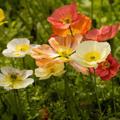 Island-Mohn, bunt*