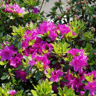 Japanische Azalee 'Königstein', 2 - 3 Liter, 25 - 30 cm Liefergröße: 25 - 30 cm*