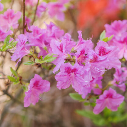 Japanische Azalee 'Bloomchampion®', rosa*