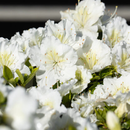 Japanische Azalee 'Maischnee®', weiß*