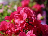 Japanische Azalee 'Purpurkissen', 20-25 cm, Rhododendron obtusum 'Purpurkissen', Containerware*