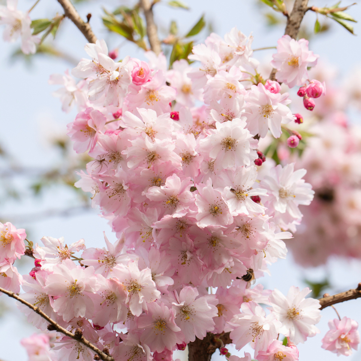 Japanische Blütenkirsche 'Autumnalis Rose', rosa*