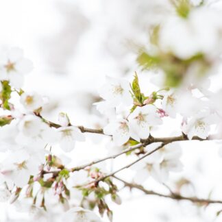 Japanische Blütenkirsche 'Brilliant', weiß*