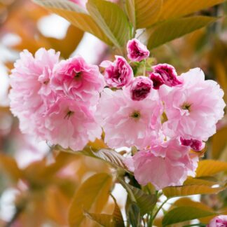 Japanische Blütenkirsche 'Kanzan', rosa*
