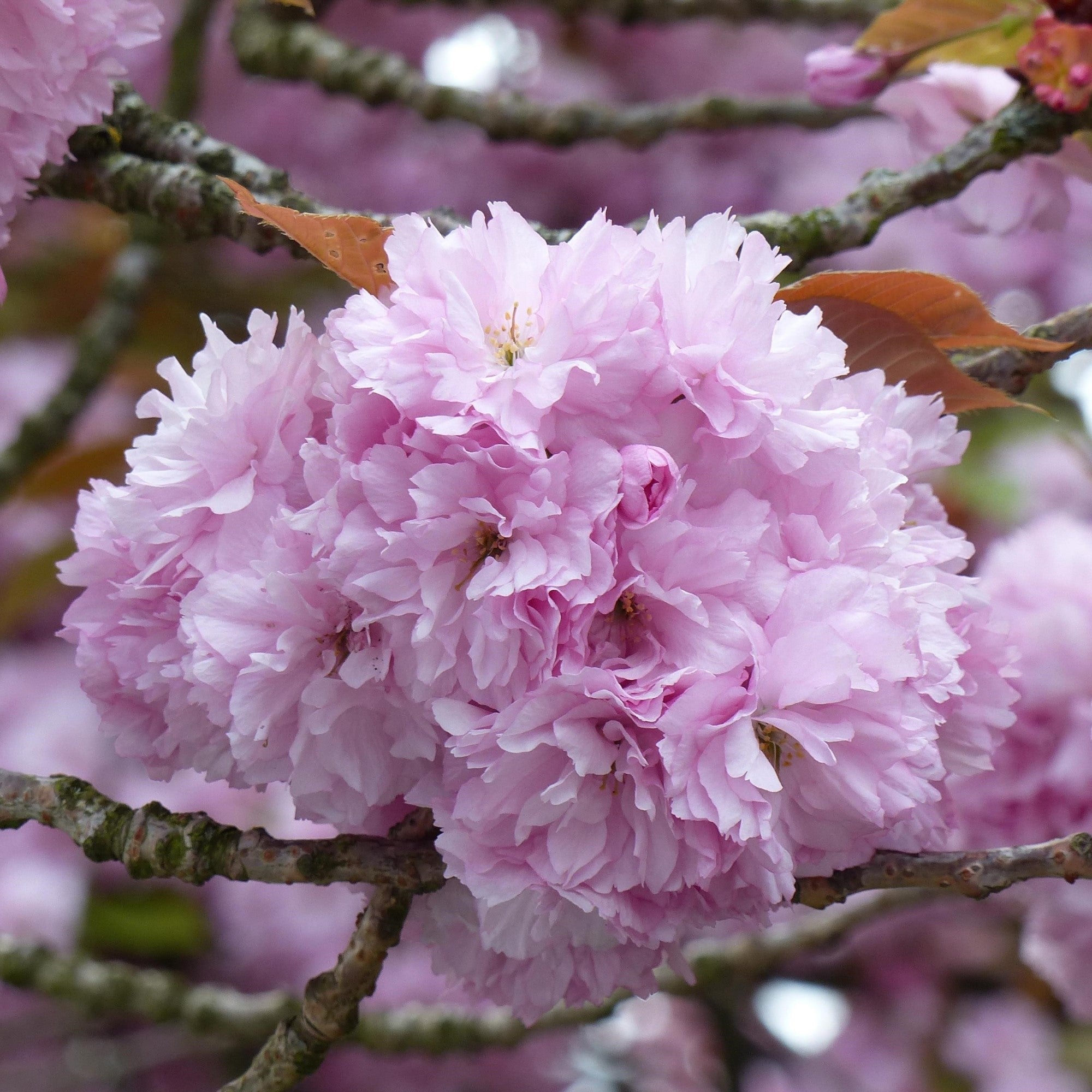 Japanische Nelkenkirsche 'Kanzan', rosa*