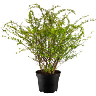 Japanische Strauchspiere 'Snowmound' C3 60/80 Liefergröße: ca. 60 - 80 cm*