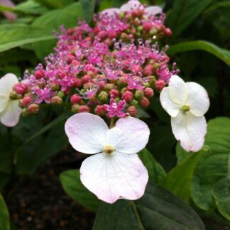 Japanische Teehortensie 'Oamacha' Liefergröße: 30 - 40 cm*