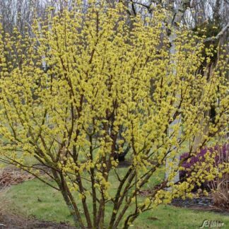 Japanischer Arzneihartriegel / Kornelkirsche 15 Liter, 100 - 125 cm Liefergröße: 100 - 125 cm*