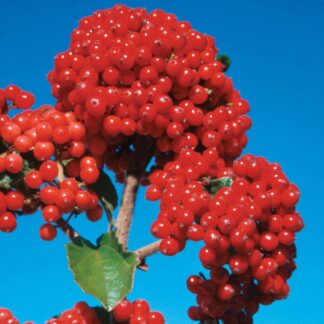 Japanischer Schneeball 'Cardinal Candy®', weiß*