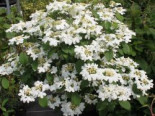 Japanischer Zwerg-Schneeball 'Watanabe', Stamm 50 cm, 70-100 cm, Viburnum plicatum 'Watanabe', Containerware XXL*