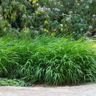 Japanisches Berggras 'Greenhills', grün*