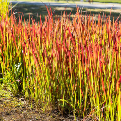 Japanisches Blutgras 'Red Baron'*