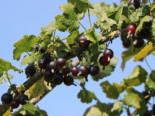 Jostabeere / Jochelbeere, 60-80 cm, Ribes x nidigrolaria, Containerware*