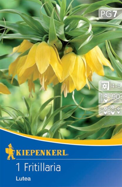 Kaiserkrone 'Lutea', 1 Zwiebeln, gelb*