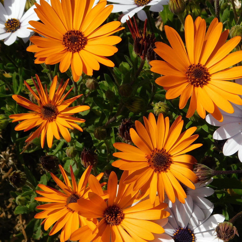 Kapkörbchen, orange*