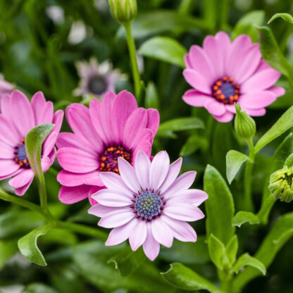 Kapkörbchen, rosa*