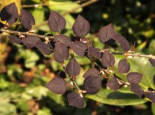 Katsurabaum 'Rotfuchs' / Lebkuchenbaum, 40-60 cm, Cercidiphyllum japonicum 'Rotfuchs', Containerware*