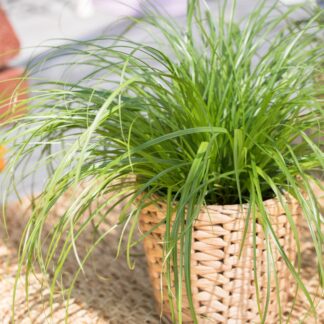 Katzengras 'Zumula', Tierfutter*