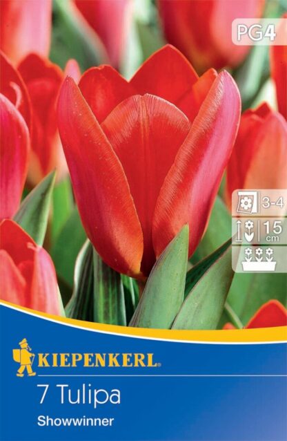 Kaufmanniana-Tulpe 'Showwinner', 7 Zwiebeln, rot*