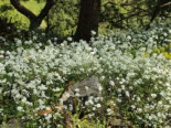Kaukasische Gänsekresse, Arabis caucasica, Topfware*