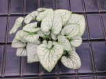 Kaukasusvergissmeinnicht 'SILVER SPEAR' ®, Brunnera macrophylla 'SILVER SPEAR' ®, Topfware*