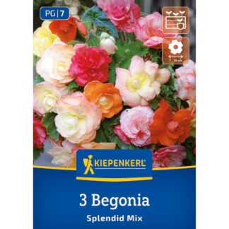 Kiepenkerl Hängende Knollenbegonie 'Splendid Mix', 3 Zwiebeln, 3 Zwiebeln, bunt*