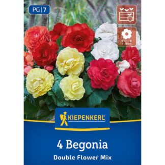 Kiepenkerl Knollenbegonie 'Gefüllte Mischung', 4 Zwiebeln, 4 Zwiebeln, bunt*