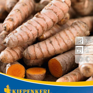 Kiepenkerl Kurkuma*