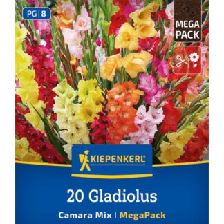 Kiepenkerl Mega-Pack Gladiolen 'Camara Mix', 20 Zwiebeln, 20 Zwiebeln, bunt*