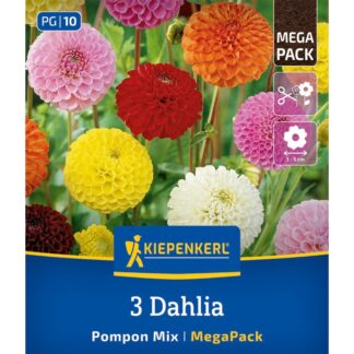 Kiepenkerl Mega-Pack Pompon-Dahlien Mischung, 3 Zwiebeln, 3 Zwiebeln, bunt*