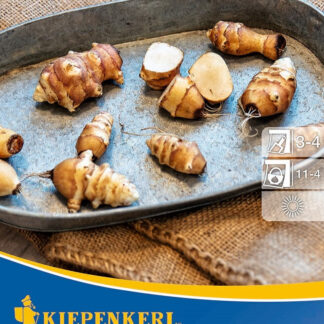 Kiepenkerl Topinambur*