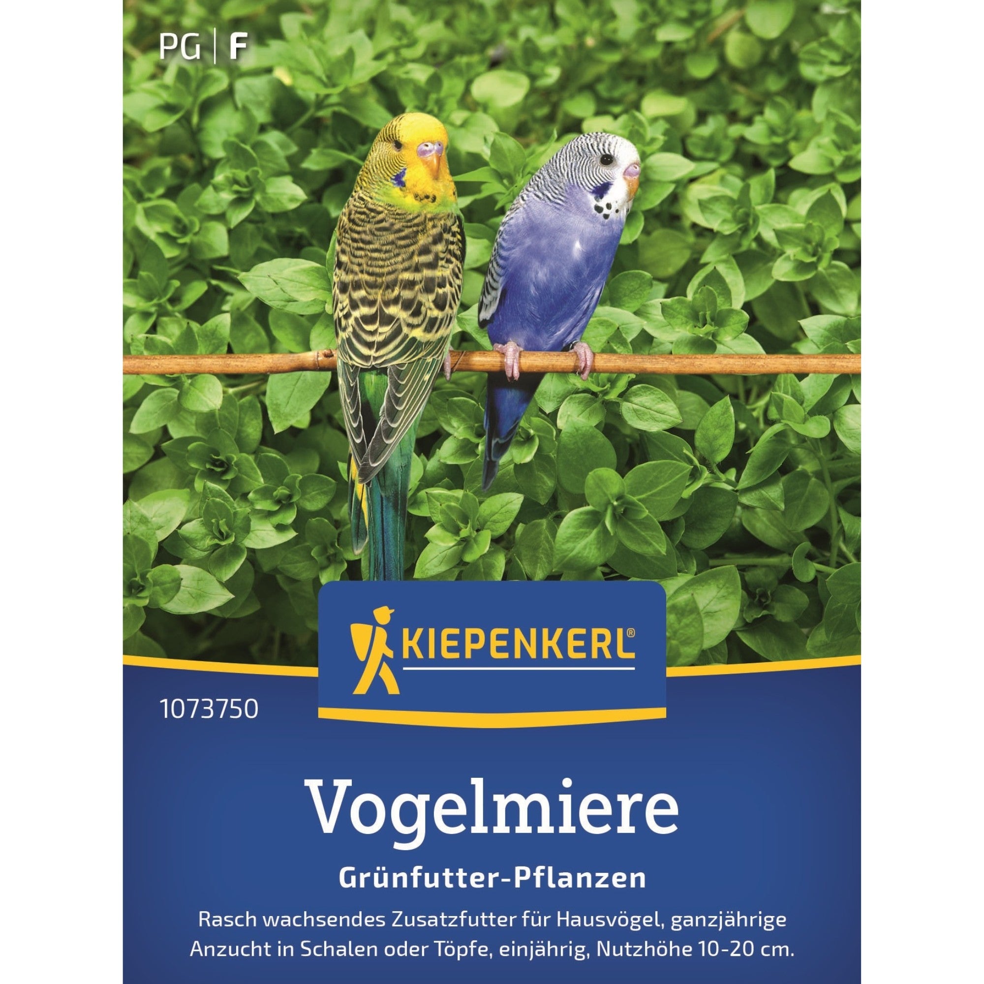 Kiepenkerl Vogelmiere*