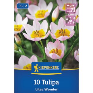 Kiepenkerl Wildtulpe 'Lilac Wonder', rosa*