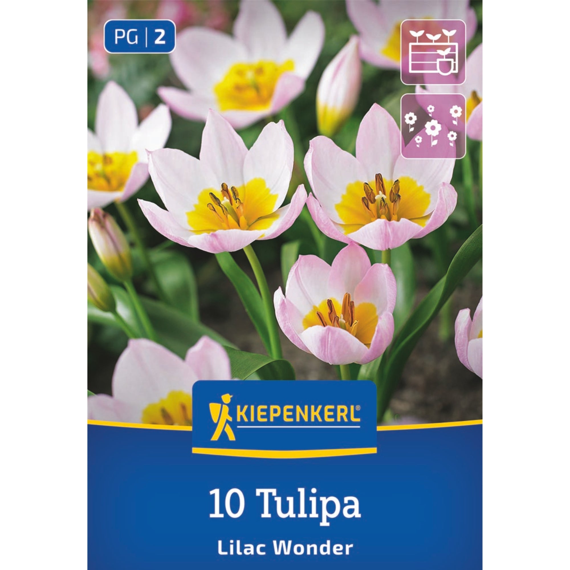 Kiepenkerl Wildtulpe 'Lilac Wonder', rosa*
