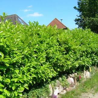 Kirschlorbeer 'Caucasica', 7,5 Liter, 100 - 125 cm Liefergröße: 100 - 125 cm*