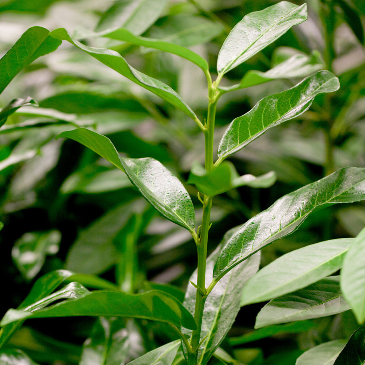 Kirschlorbeer 'Genolia®'*