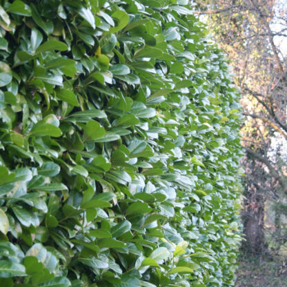 Kirschlorbeer-Hecke 'Caucasica', 5 Pflanzen, weiß*