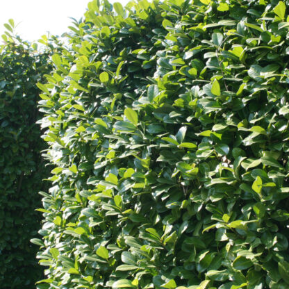 Kirschlorbeer-Hecke 'Novita', ab 10 m Hecke*