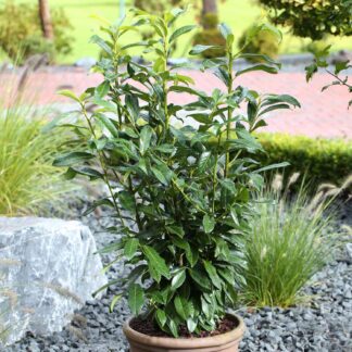 Kirschlorbeer /Lorbeerkirsche 'Genolia®', 7,5 - 10 Liter, 100 - 125 cm Liefergröße: 100 - 125 cm*