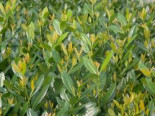 Kirschlorbeer / Lorbeerkirsche 'Diana', 25-30 cm, Prunus laurocerasus 'Diana', Wurzelware*