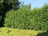 Kirschlorbeer / Lorbeerkirsche 'Genolia' ®, 125-150 cm, Prunus laurocerasus 'Genolia' ®, Containerware XXL*