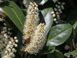 Kirschlorbeer / Lorbeerkirsche 'Mano', Stamm 120 cm, 135-150 cm, Prunus laurocerasus 'Mano', Stämmchen*