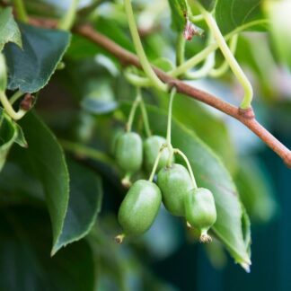 Kiwi 'Issai', cremeweiß*