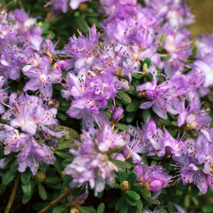 Kleinblättriger Rhododendron 'Ronny®', violett*