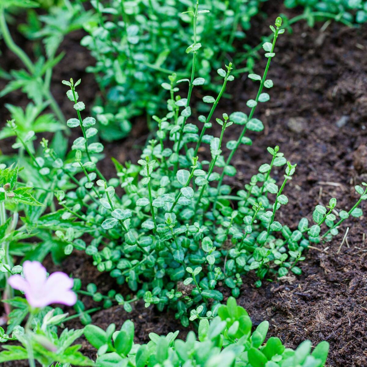 Kleinblättriger Teppichspindel 'Minimus'*