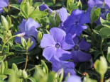 Kleinblättriges Immergrün 'Ralph Shugert', Vinca minor 'Ralph Shugert', Containerware*