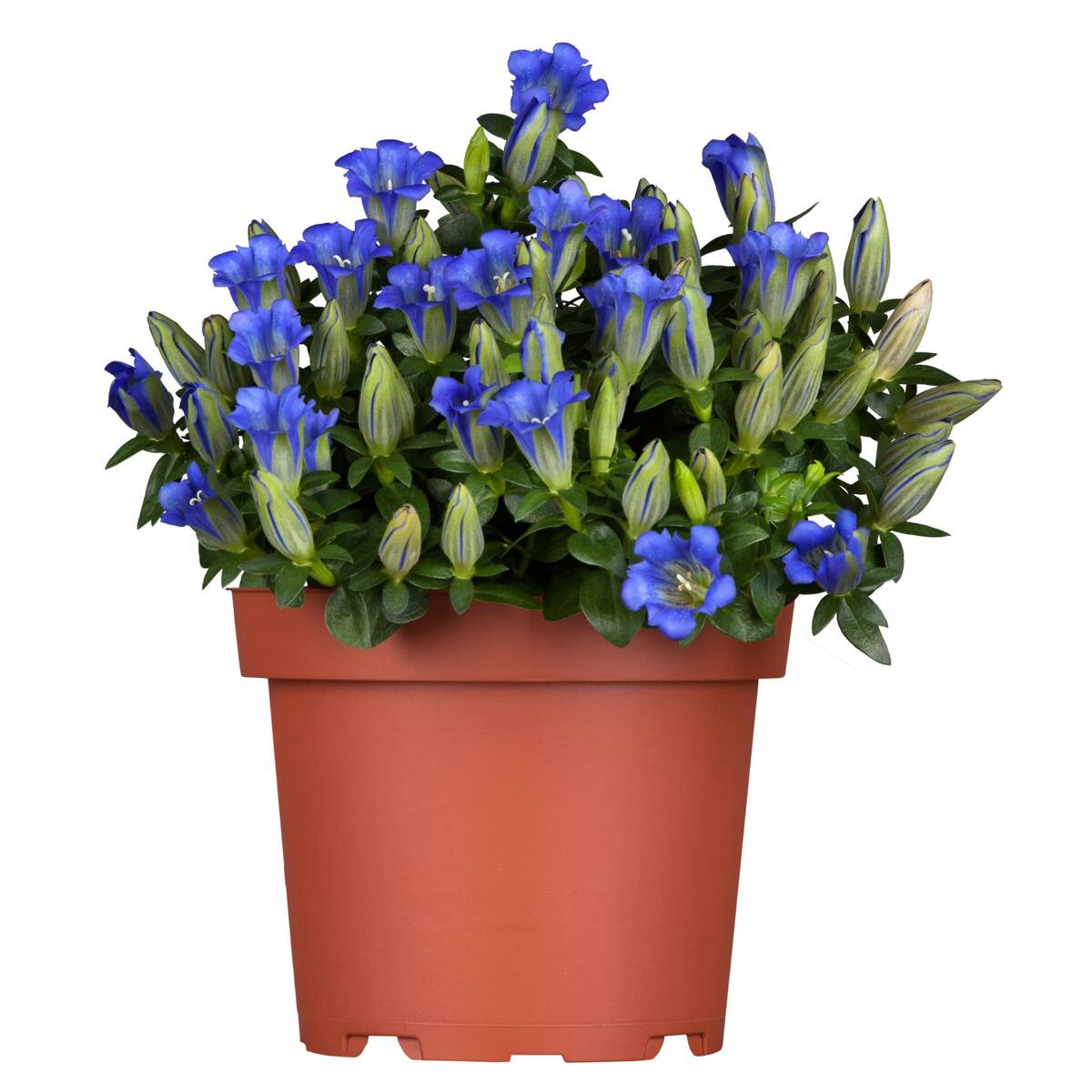 Kleinblütiger Enzian 'Luis', blau*